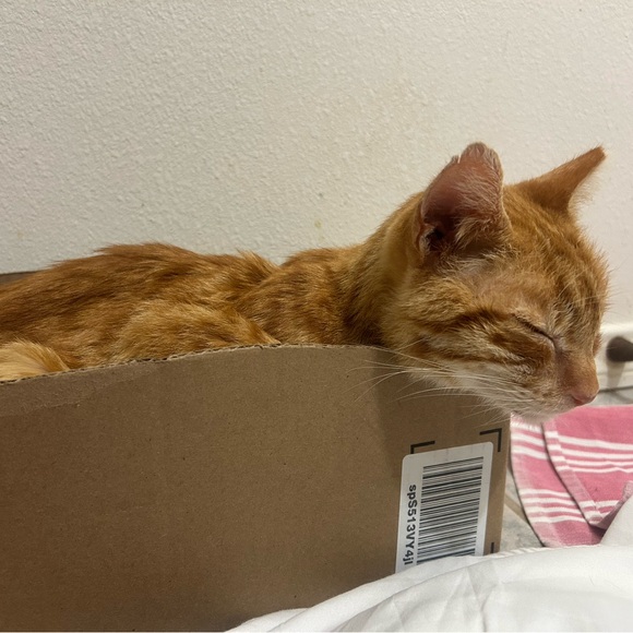 Meet your Posher, Linette - Picture 3 of 8